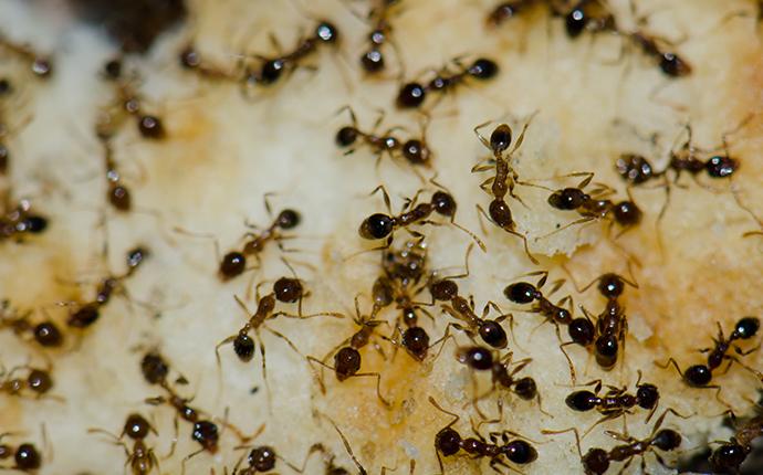 Argentine Ants