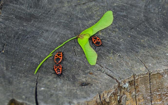 Box Elder Bugs