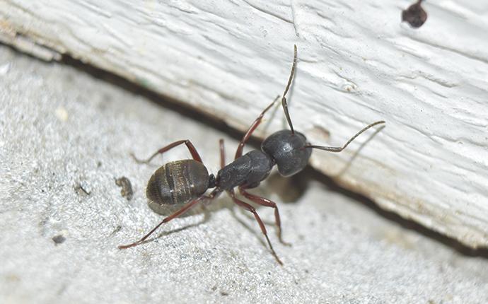 Carpenter Ants