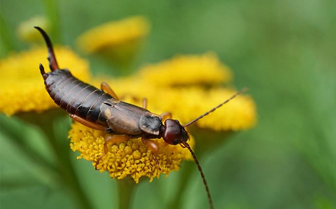 Earwigs