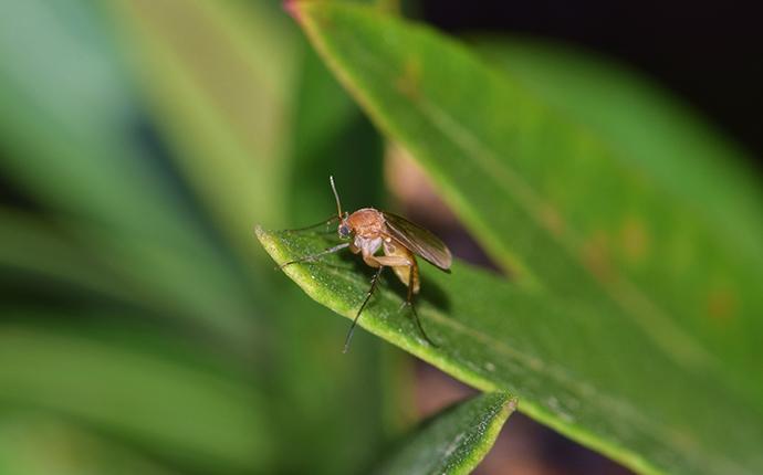 Fungus Gnats