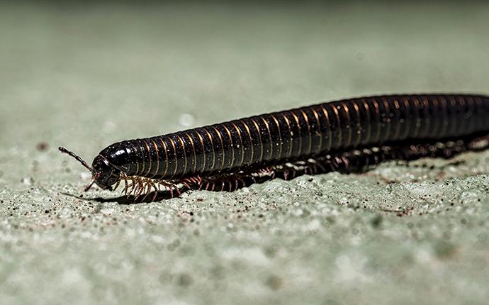 Millipedes