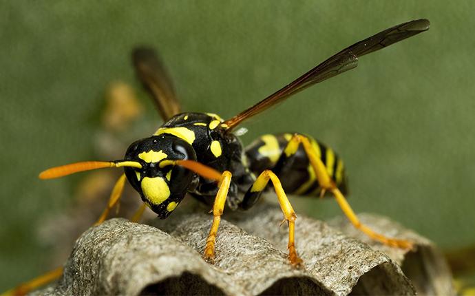 Paper Wasps