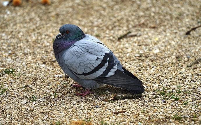 Pest Birds