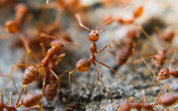 Red Imported Fire Ants