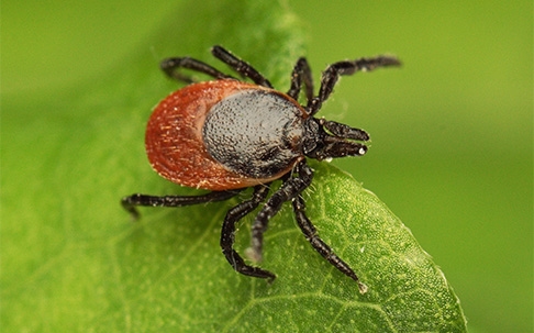tick on leaf