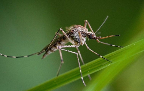 an up close image of a mosquito that landed on a blade of grass