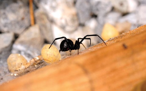 a black widow on front porch of south carolina home