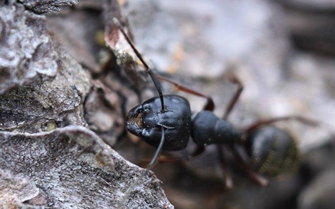 close up of a carpenter ant