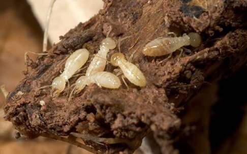 many termites crawling on damaged wood