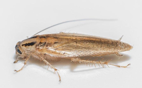 a German cockroach in a bathroom tub