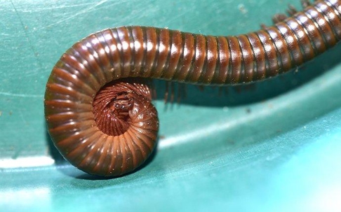 close up of a millipede