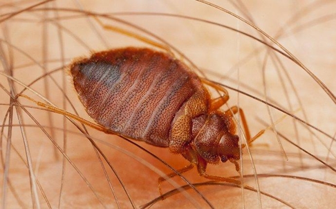 a bed bug biting skin