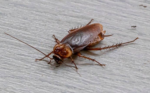 a cockroach crawling on a living room floor