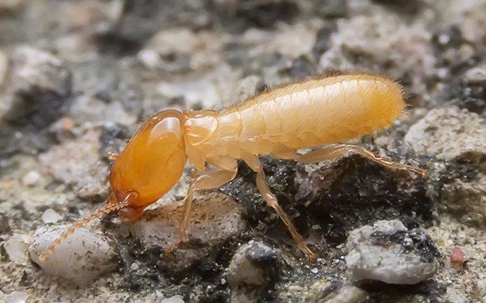 single termite on the ground