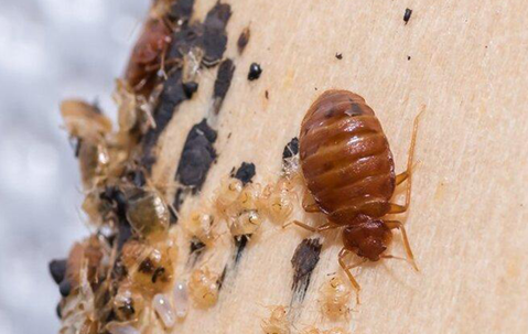 a bed bug crawling on a boxspring covered in larva