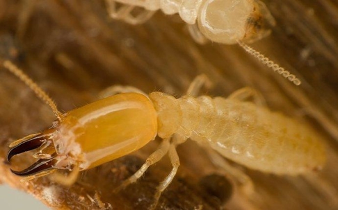 a termite crawling on wood