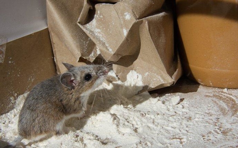 a mouse eating flour in a kitchen pantry