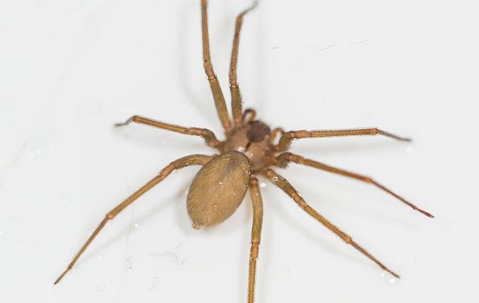 close up of a brown recluse spider