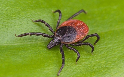 deer tick on a leaf