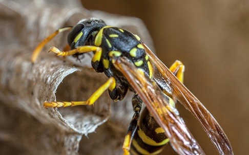 a paper wasp crawling on a nest