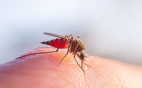 a mosquito biting human skin