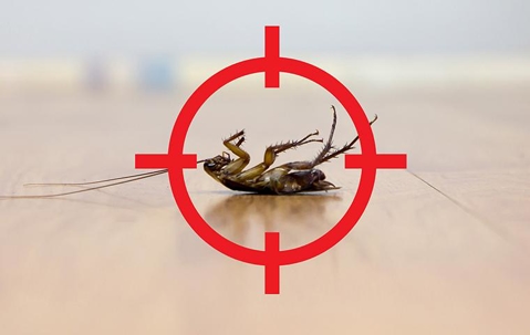 dead roach in crosshairs