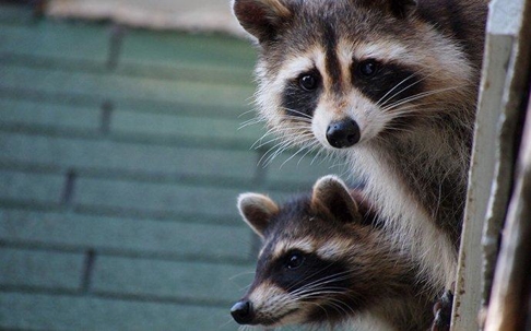raccoons peeking over a house roof
