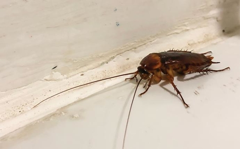 an American cockroach in a kitchen