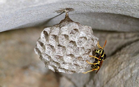 a paper wasp crawling on a nest