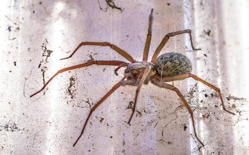 a house spider on a window