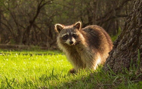a raccoon in a yard near a tree