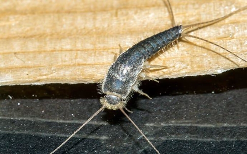 silverfish up close