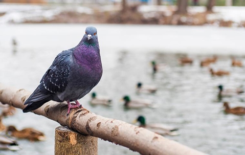 pigeon on fence