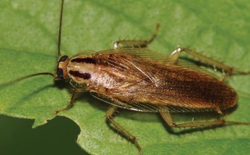 a German cockroach on a leaf