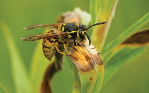 a yellow jacket on a browning leaf