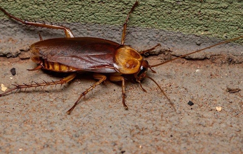 an American cockroach crawling in a home