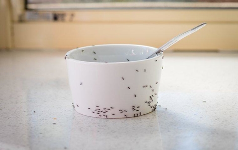 ants crawling on a cup