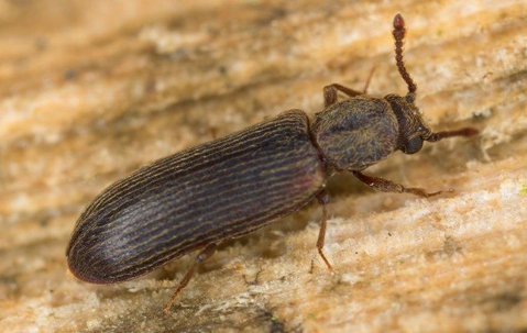 up close of a powderpost beetle crawling on wood