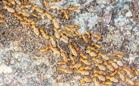 an infestation of termites moving across decaying wood