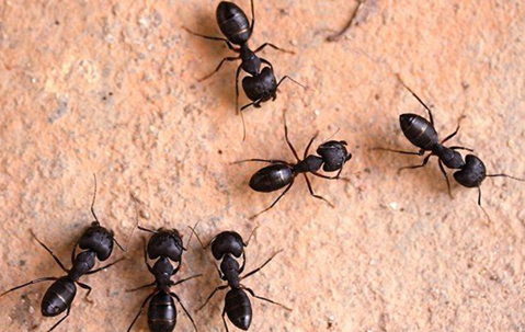 carpenter ants in Aiken home