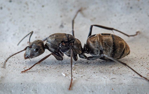 a carpenter ant crawling in a home