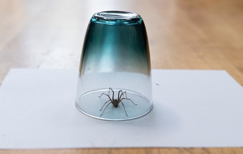 house spider trapped in a glass on the floor