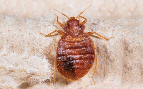 a bed bug on a mattress in south carolina