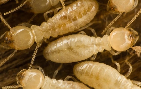 subterranean termites destroying wood
