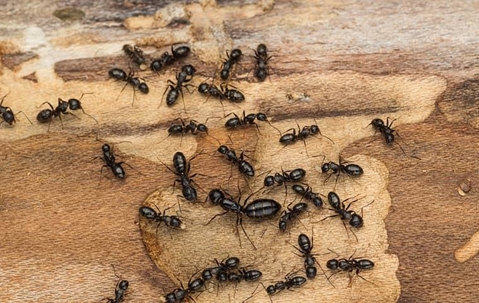 a carpenter ant infestation in a home