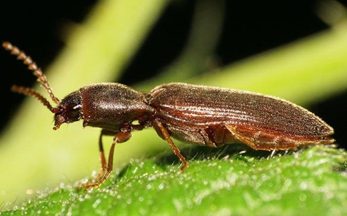 powder post beetle on a leaf