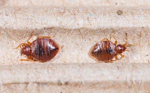 bed bugs crawling on headboard