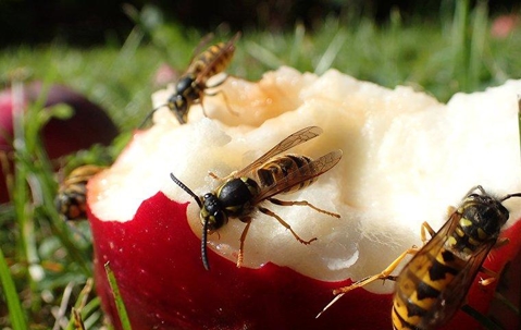 yellow jackets eating apple