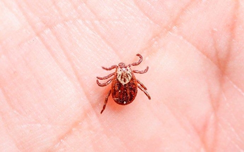 a dog tick crawling on a human hand